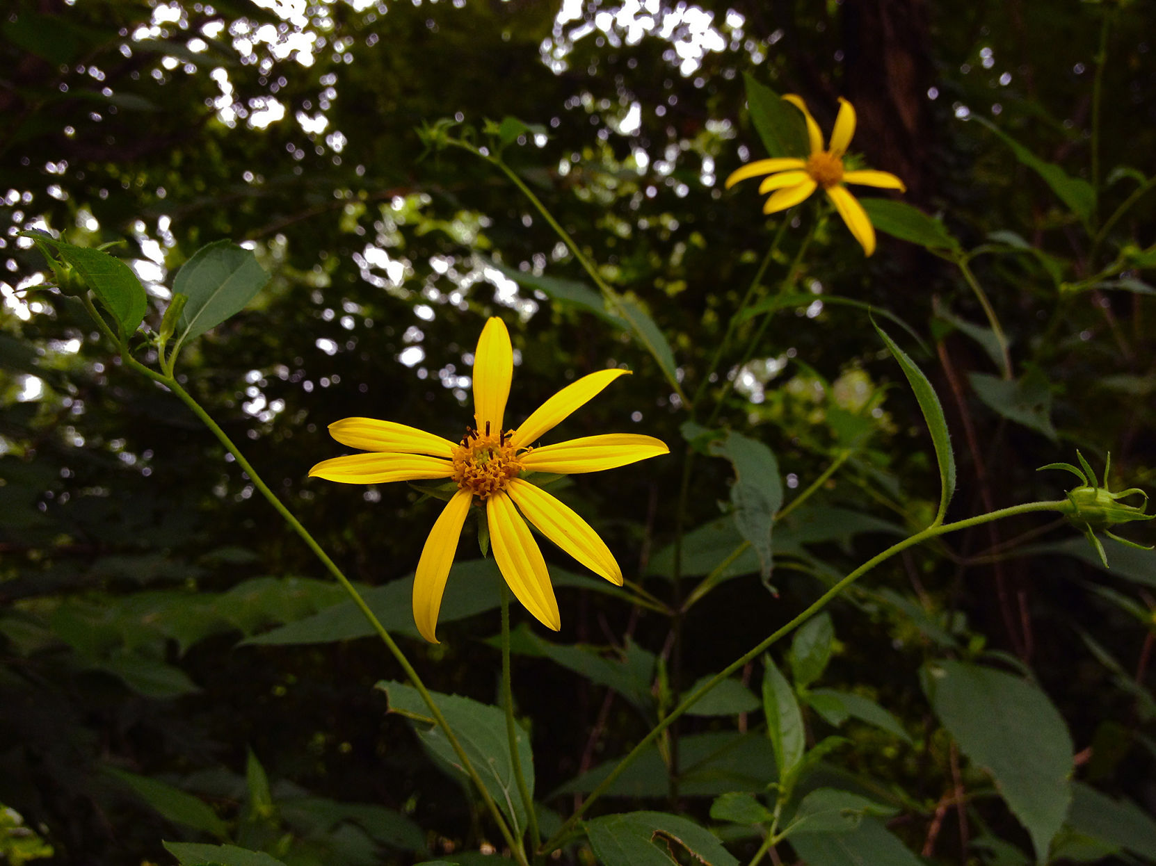 Thin-leaved sunflower